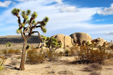 5 JOSHUA TREE Palm Tree Yucca Brevifolia White Flowers Cactus Succulent Seeds
